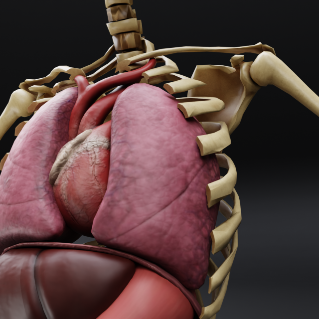 AR in Education Human Lungs